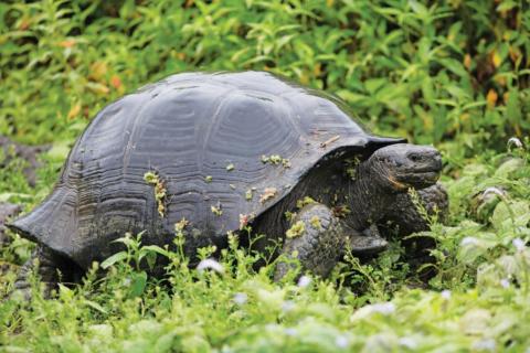 Galapagos, hiidkilpkonn